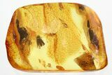 Detailed Fossil Beetle (Elateridae) w/ Spread Elytra in Baltic Amber #321674-2